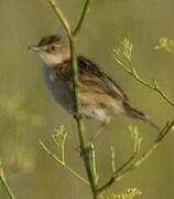 Zitting Cisticola