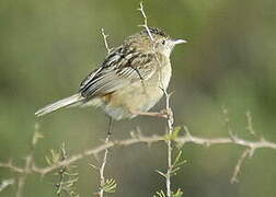 Zitting Cisticola