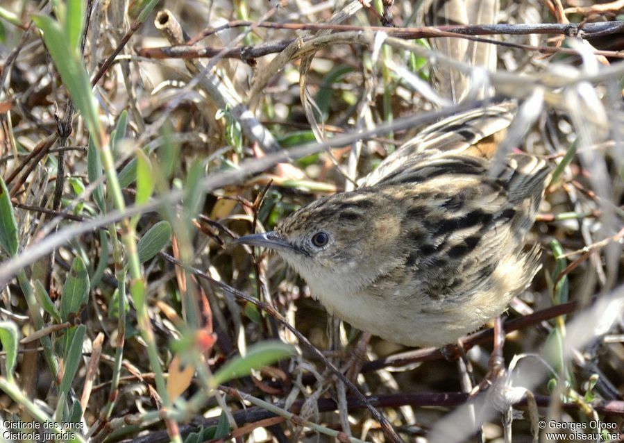 Zitting Cisticola male adult breeding, identification