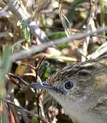 Zitting Cisticola