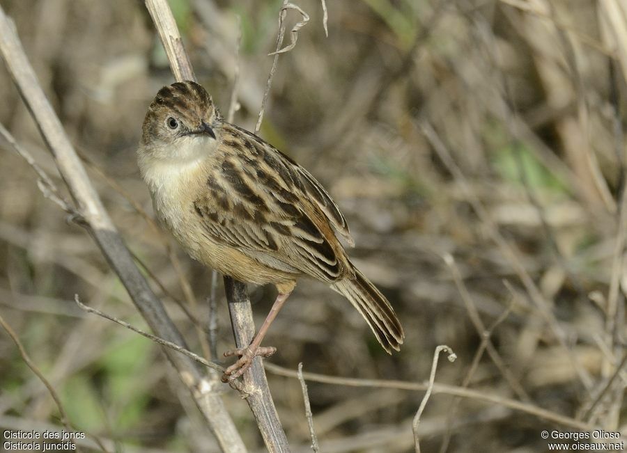 Zitting Cisticola male adult breeding, identification