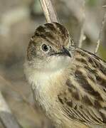 Zitting Cisticola