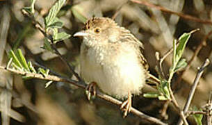 Rattling Cisticola