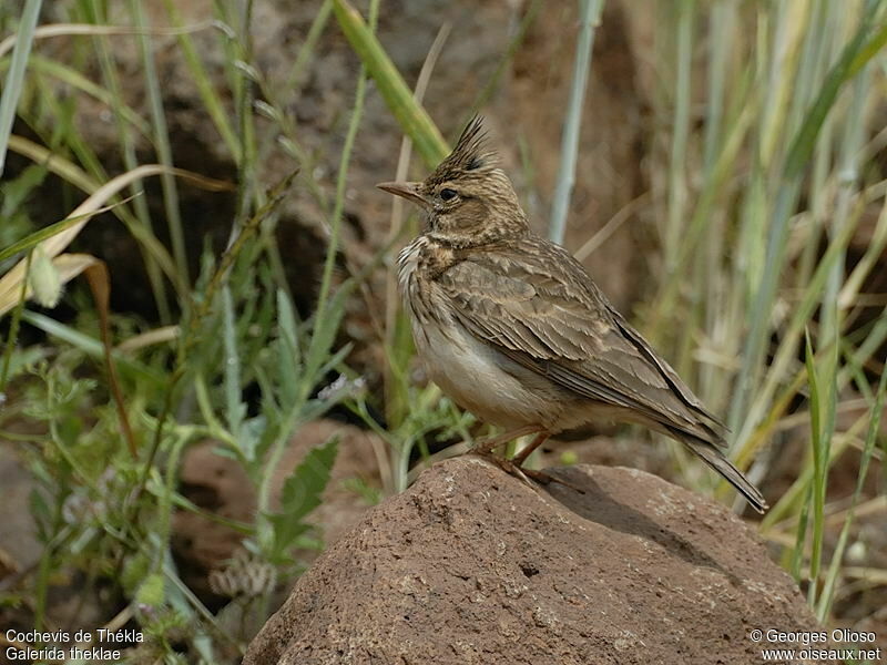 Thekla's Larkadult breeding