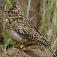 Cochevis de Thékla