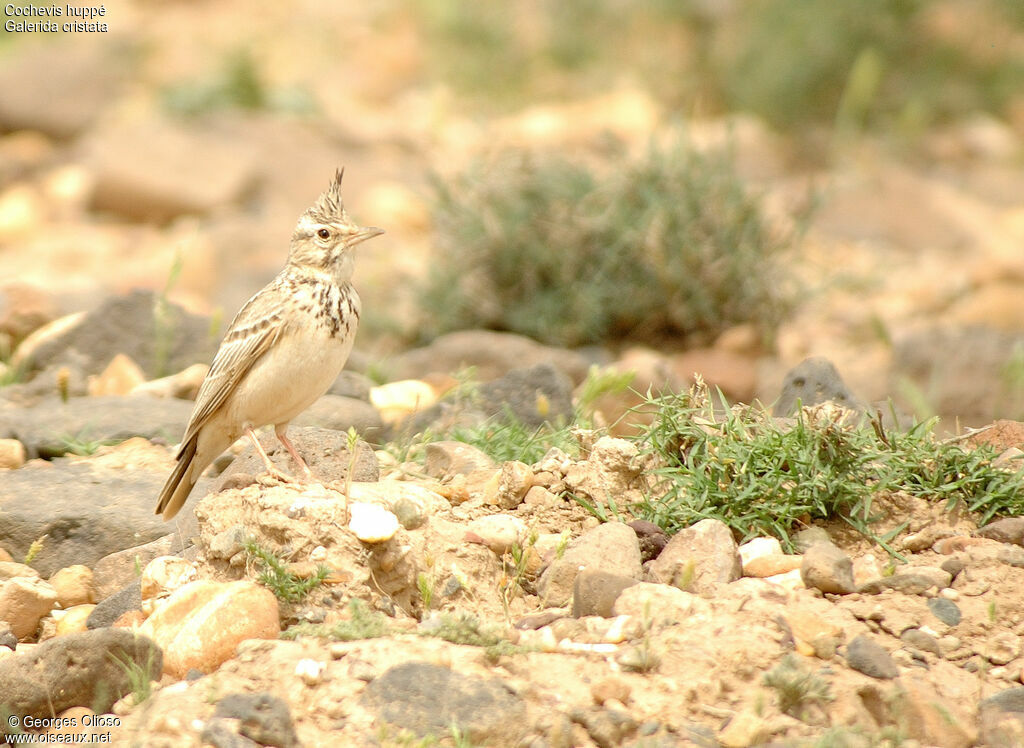 Cochevis huppé