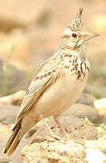 Crested Lark