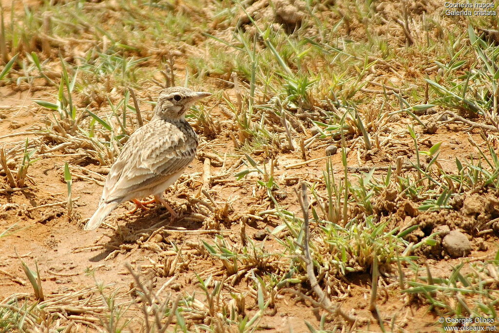 Cochevis huppé