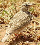 Crested Lark