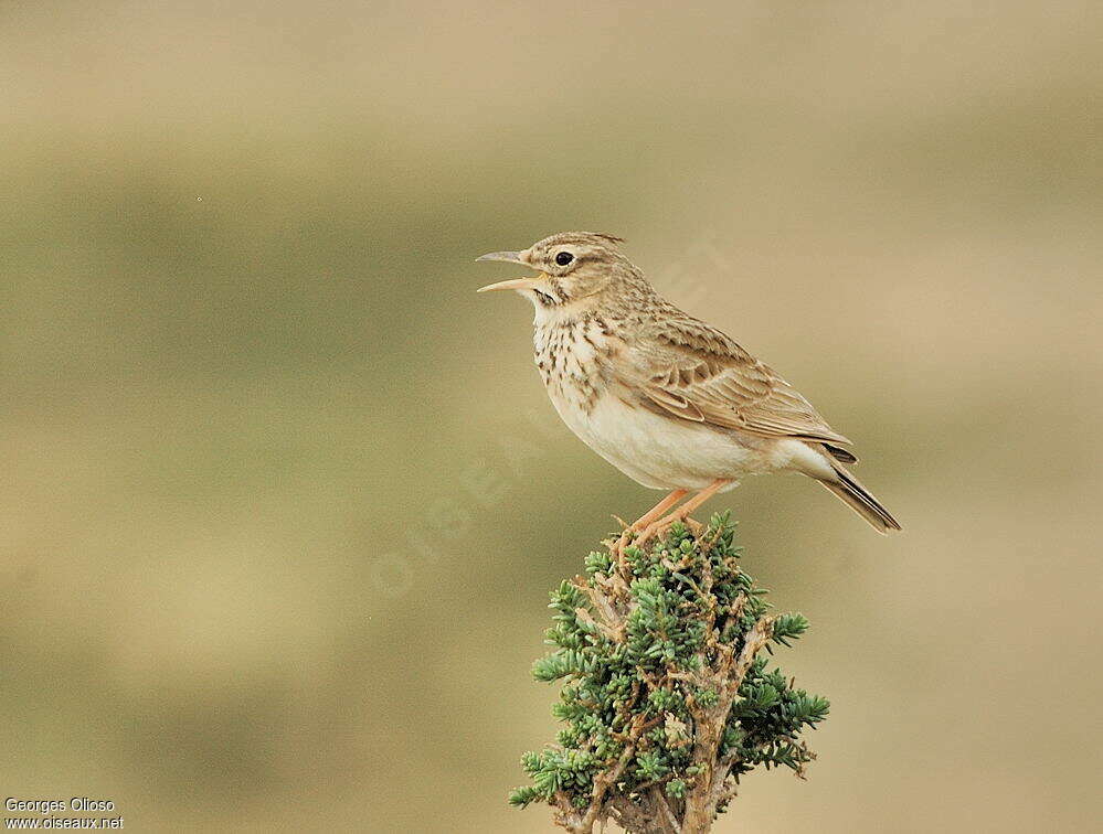 Crested Lark male adult breeding, song