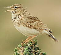 Crested Lark