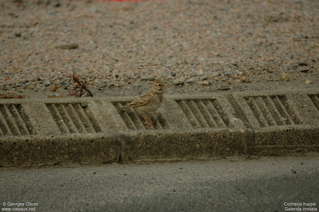 Cochevis huppé