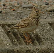 Cochevis huppé