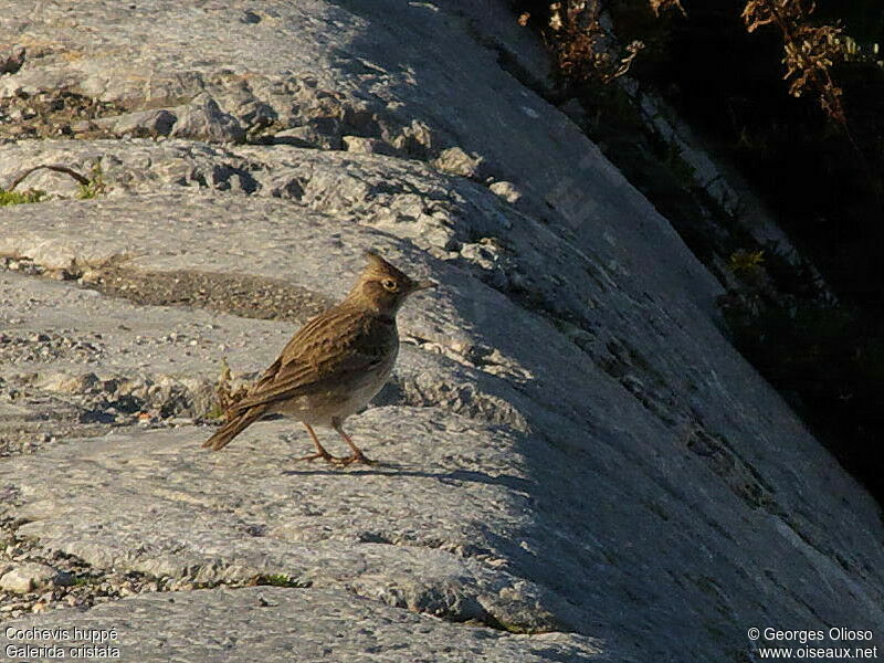 Crested Lark