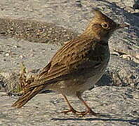 Crested Lark