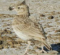 Crested Lark