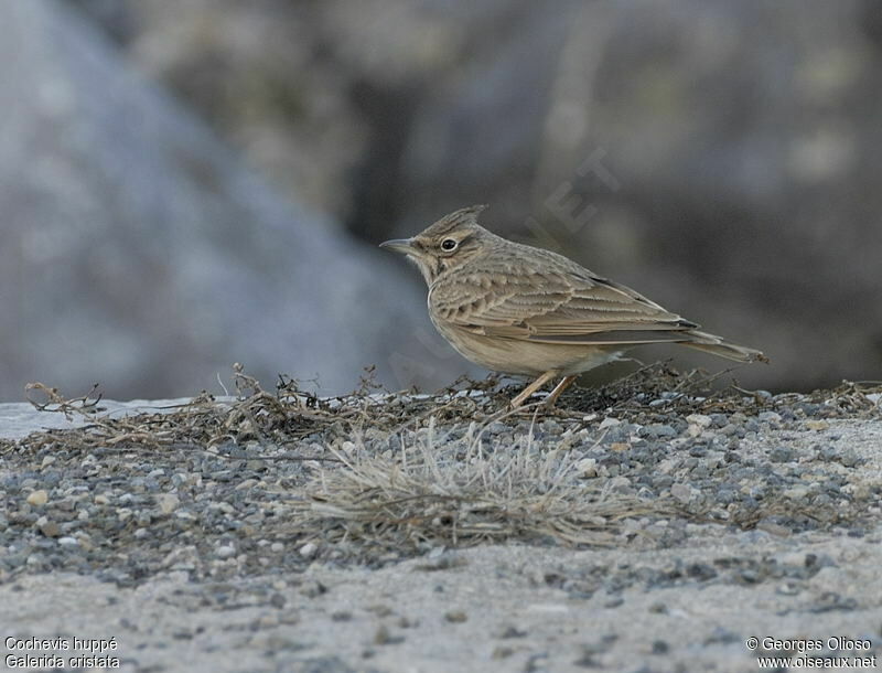 Cochevis huppé