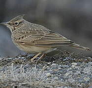 Crested Lark