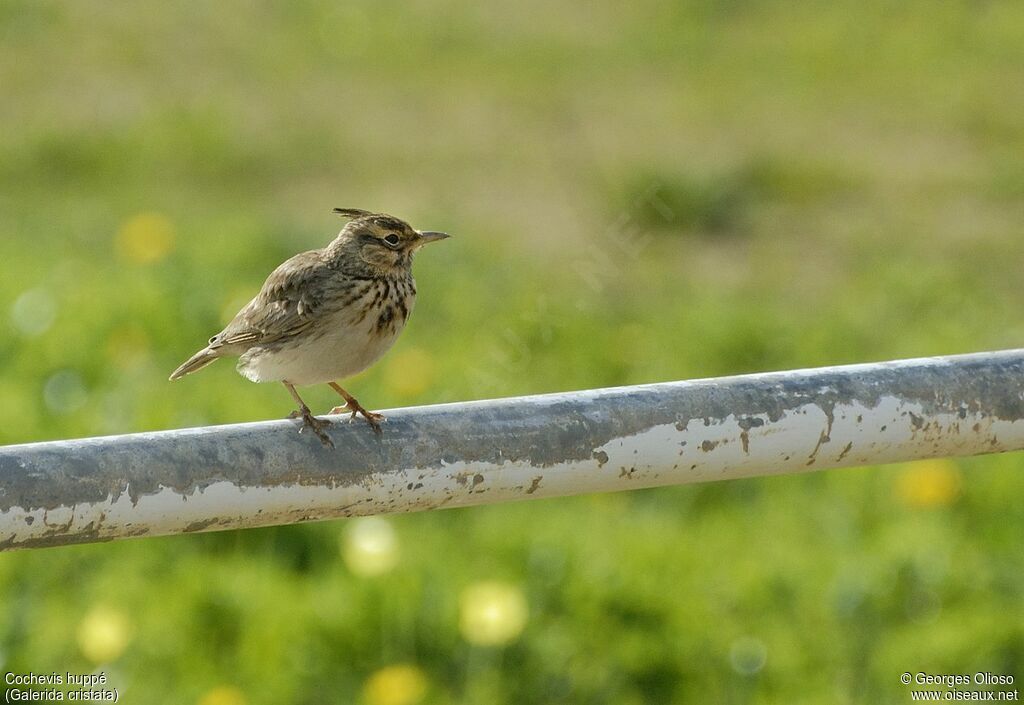 Cochevis huppé, identification