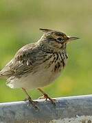 Crested Lark