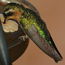 Colibri à gorge pourprée