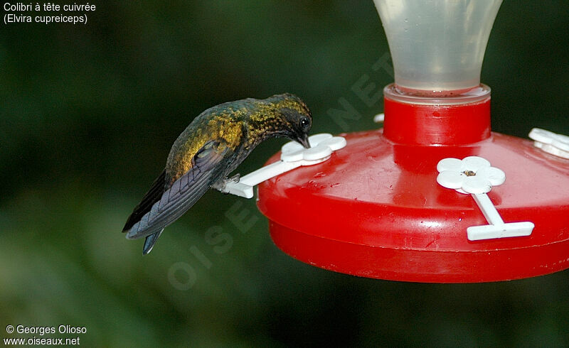 Colibri à tête cuivrée