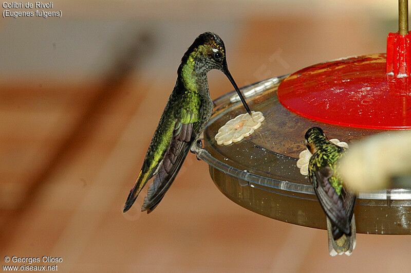 Colibri de Rivoli