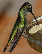 Rivoli's Hummingbird