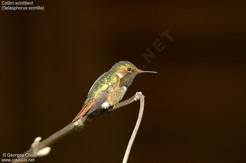 Colibri scintillant