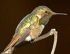 Scintillant Hummingbird