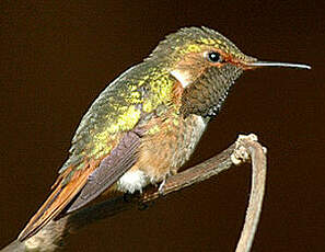 Colibri scintillant