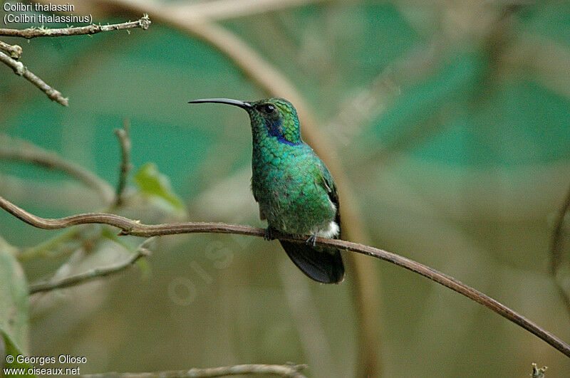 Mexican Violetear