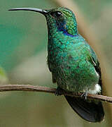 Mexican Violetear