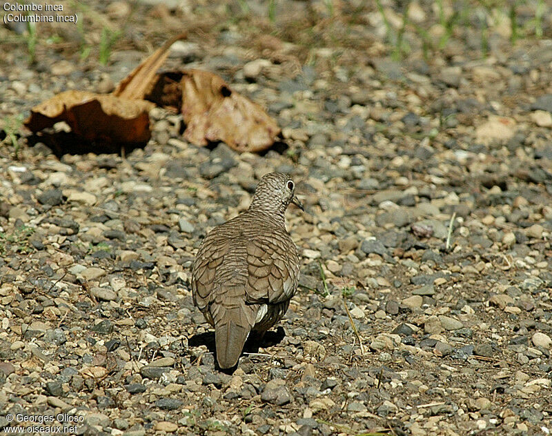 Inca Dove