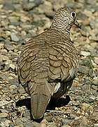 Inca Dove