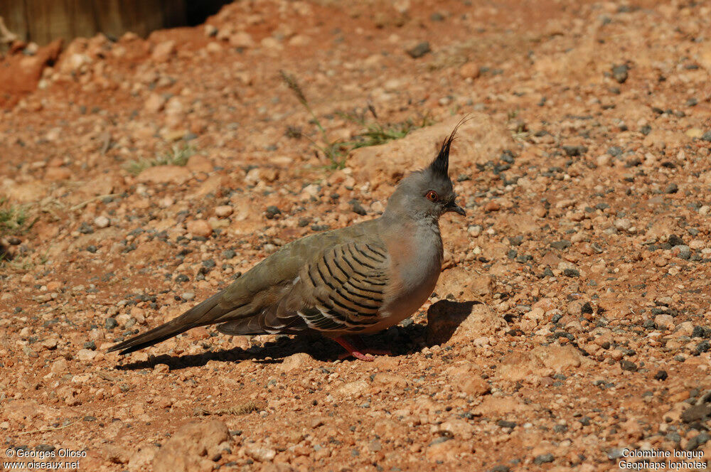 Crested Pigeonadult breeding