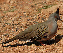 Crested Pigeon