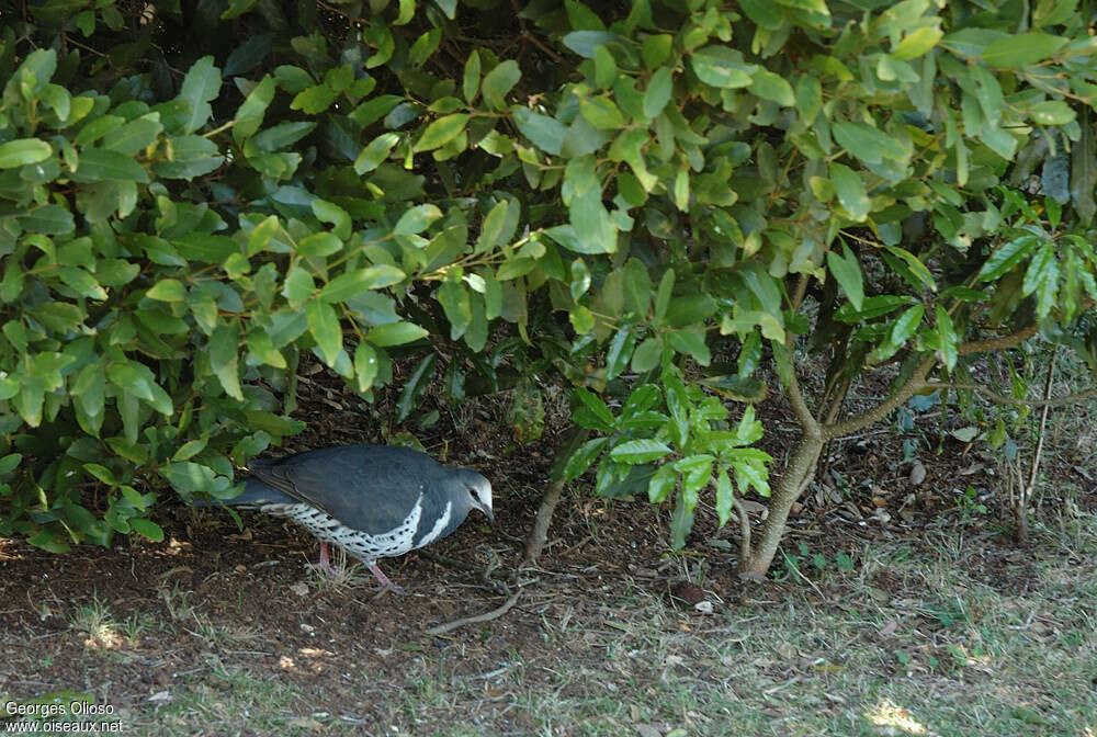 Colombine wongaadulte, habitat, Comportement