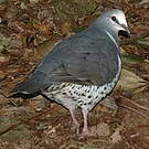 Colombine wonga