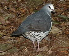 Wonga Pigeon