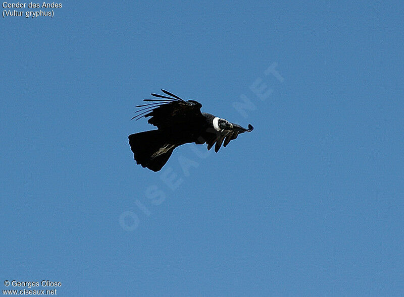 Andean Condor