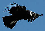 Condor des Andes