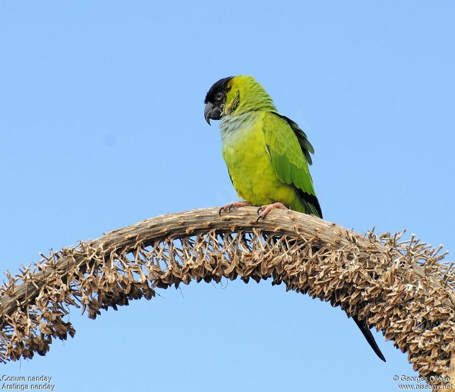 Conure nandayadulte