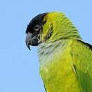 Conure nanday
