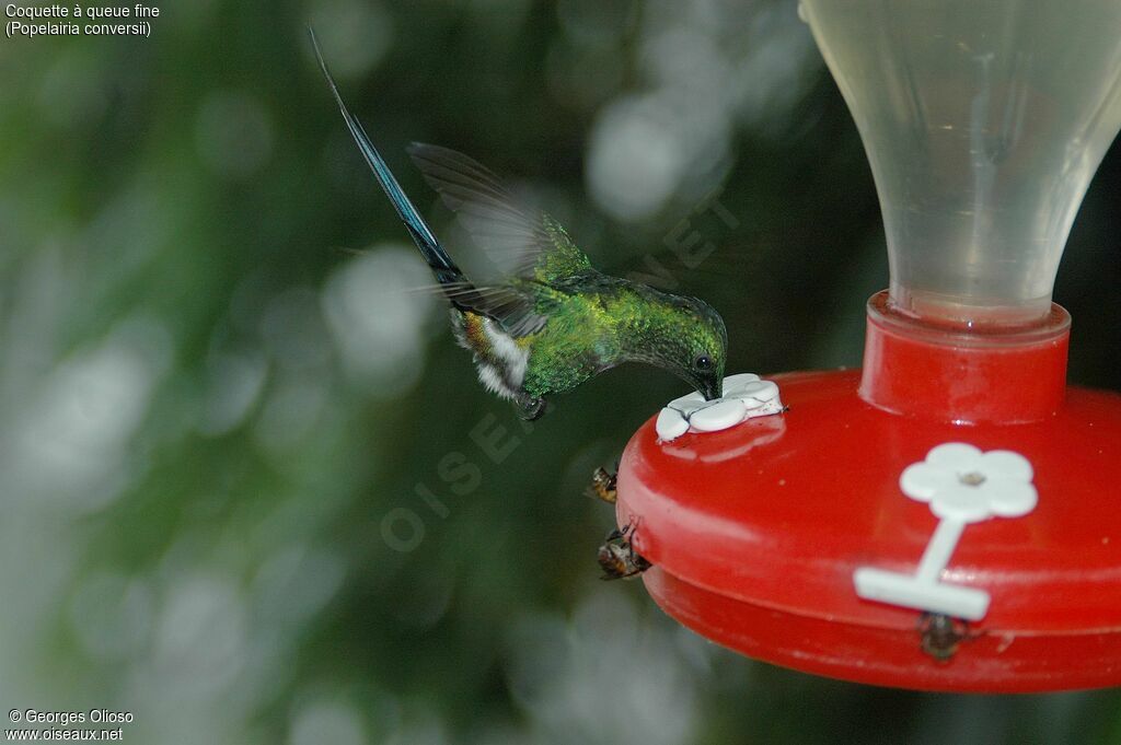 Green Thorntail