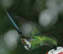 Green Thorntail