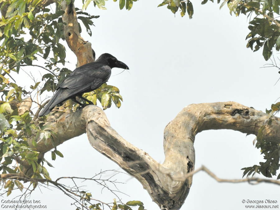 Corbeau à gros becadulte nuptial, identification, Nidification, Comportement