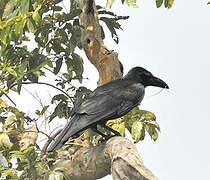 Corbeau à gros bec