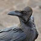Corbeau brun