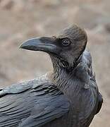 Brown-necked Raven